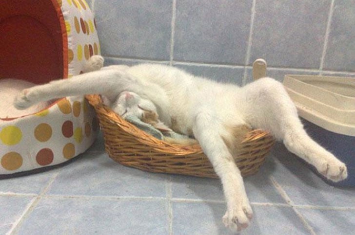 21-funny-pics-that-prove-cats-dont-need-beds_16