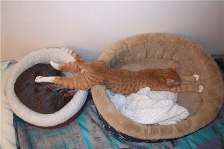 21-funny-pics-that-prove-cats-dont-need-beds_17