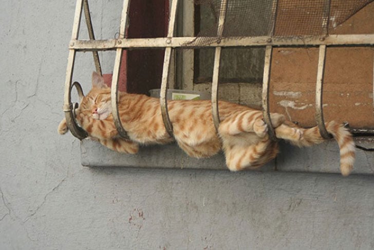 21-funny-pics-that-prove-cats-dont-need-beds_18