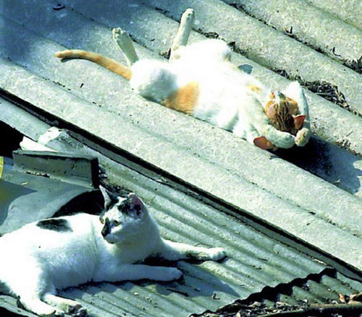21-funny-pics-that-prove-cats-dont-need-beds_19