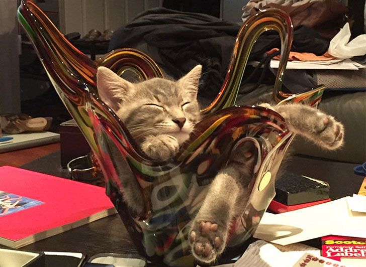 21-funny-pics-that-prove-cats-dont-need-beds_2