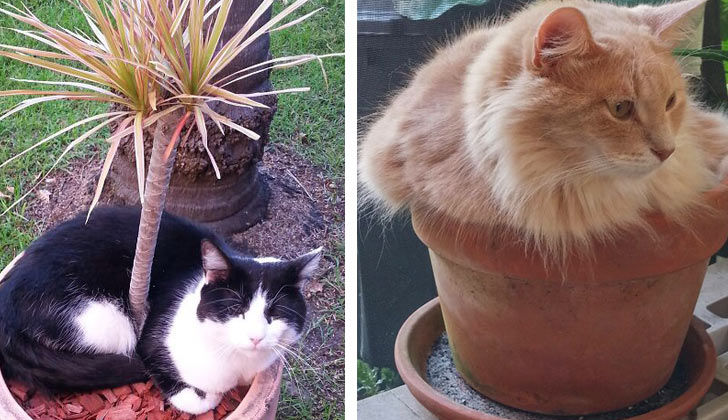 21-funny-pics-that-prove-cats-dont-need-beds_20