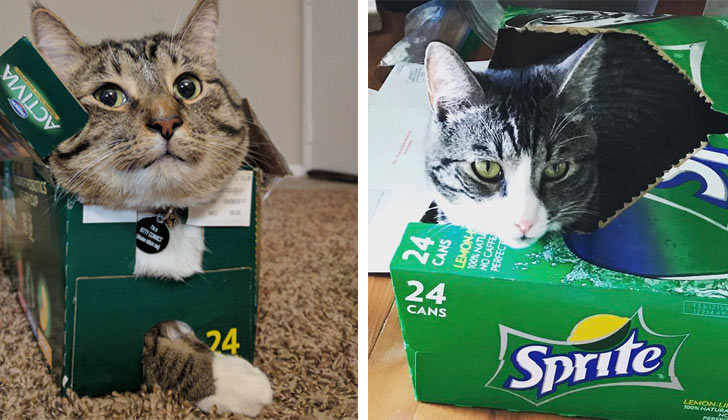 21-funny-pics-that-prove-cats-dont-need-beds_21