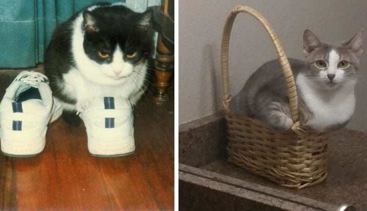 21-funny-pics-that-prove-cats-dont-need-beds_22