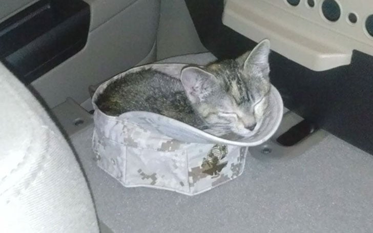 21-funny-pics-that-prove-cats-dont-need-beds_3