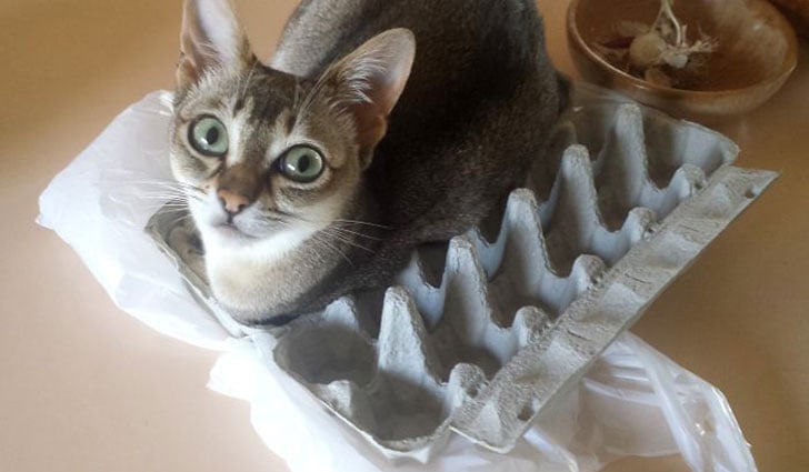 21-funny-pics-that-prove-cats-dont-need-beds_6