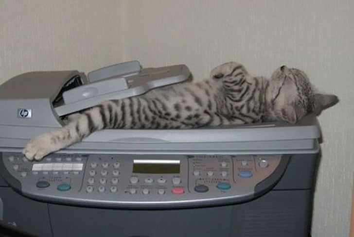 21-funny-pics-that-prove-cats-dont-need-beds_7