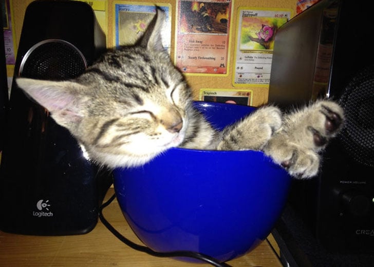 21-funny-pics-that-prove-cats-dont-need-beds_8