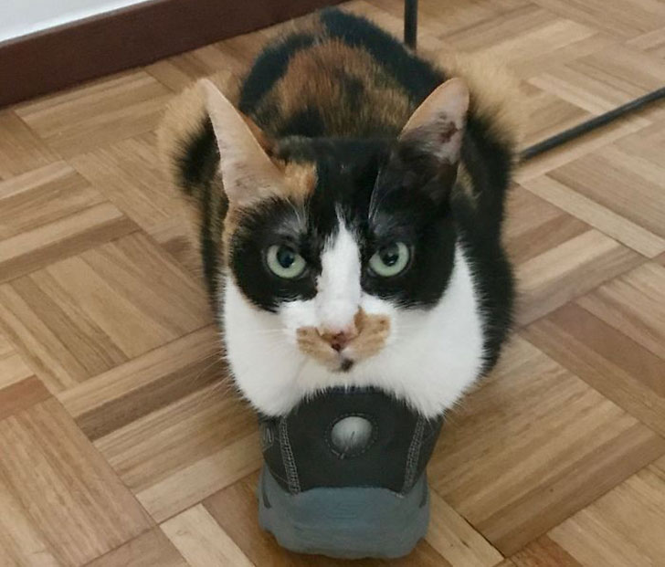 21-funny-pics-that-prove-cats-dont-need-beds_9