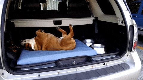 21-funny-relatable-moments-of-dogs-sleeping_1