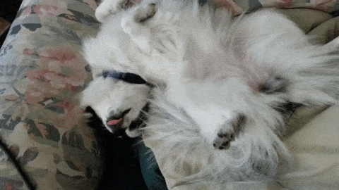 21-funny-relatable-moments-of-dogs-sleeping_10
