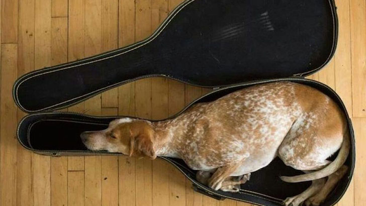 21-funny-relatable-moments-of-dogs-sleeping_11
