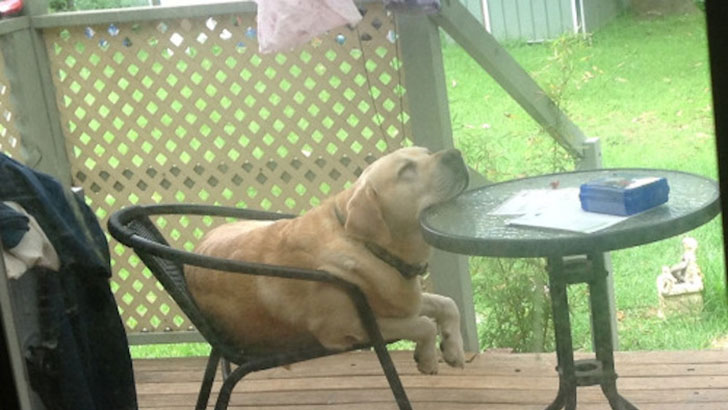 21-funny-relatable-moments-of-dogs-sleeping_12