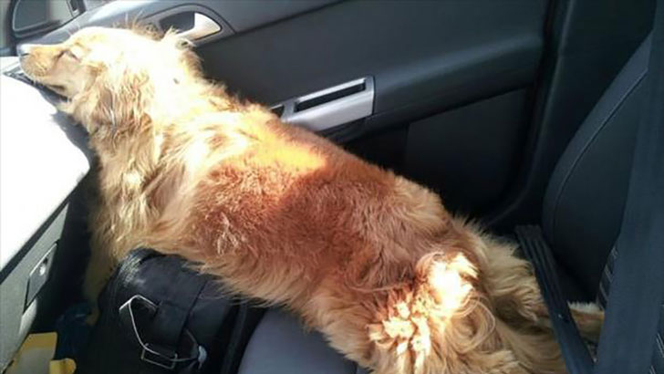21-funny-relatable-moments-of-dogs-sleeping_13
