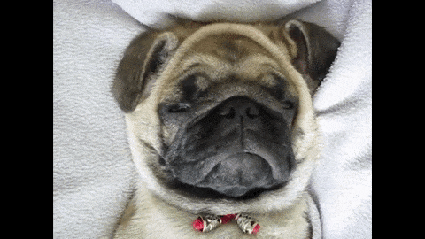 21-funny-relatable-moments-of-dogs-sleeping_14