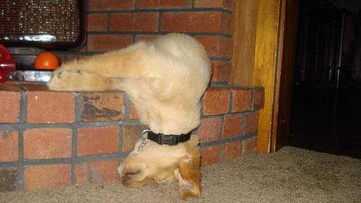 21-funny-relatable-moments-of-dogs-sleeping_15