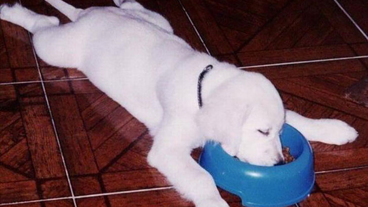 21-funny-relatable-moments-of-dogs-sleeping_16
