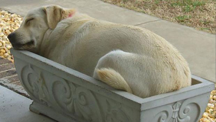 21-funny-relatable-moments-of-dogs-sleeping_18