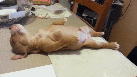 21-funny-relatable-moments-of-dogs-sleeping_19