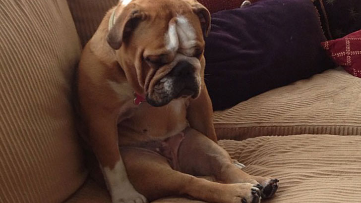 21-funny-relatable-moments-of-dogs-sleeping_20