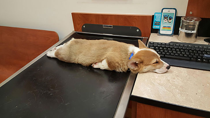 21-funny-relatable-moments-of-dogs-sleeping_21