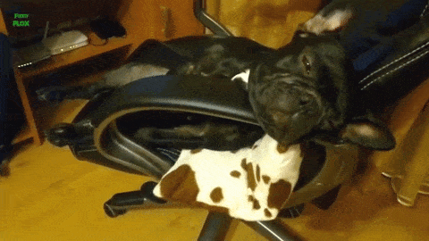 21-funny-relatable-moments-of-dogs-sleeping_3