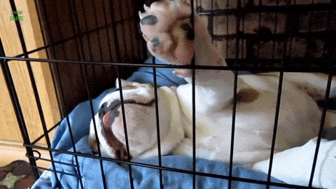 21-funny-relatable-moments-of-dogs-sleeping_4