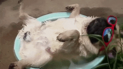 21-funny-relatable-moments-of-dogs-sleeping_5