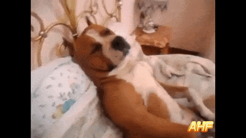 21-funny-relatable-moments-of-dogs-sleeping_6