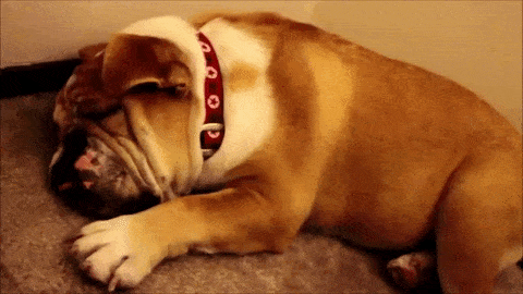 21-funny-relatable-moments-of-dogs-sleeping_7
