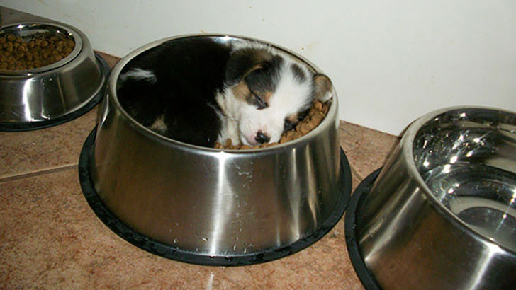 21-funny-relatable-moments-of-dogs-sleeping_8