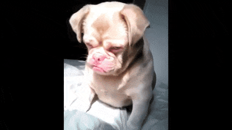 21-funny-relatable-moments-of-dogs-sleeping_9