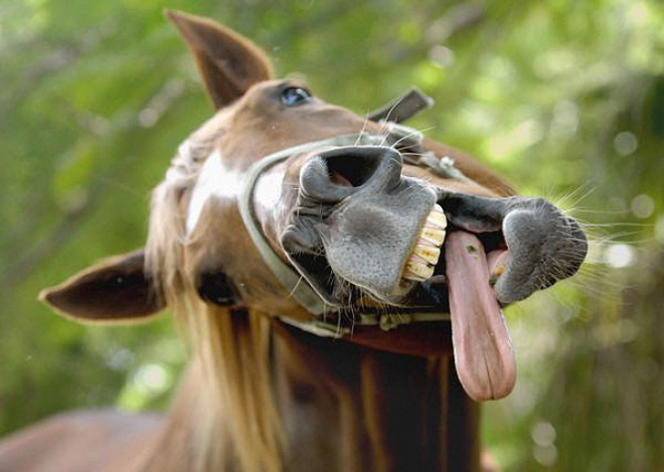 Animals With Sticking-out Tongues_1