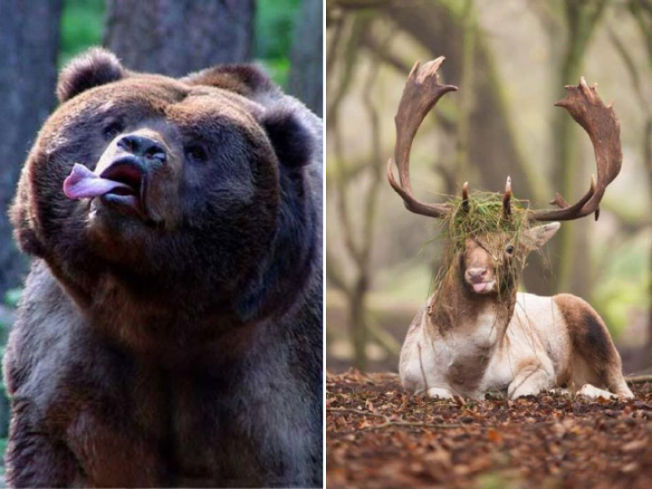 Animals With Sticking-out Tongues_11
