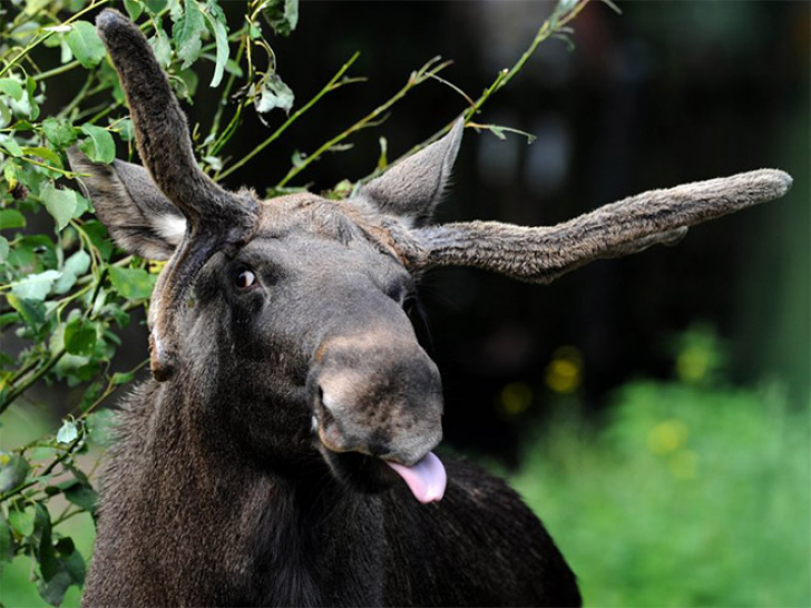 Animals With Sticking-out Tongues_12