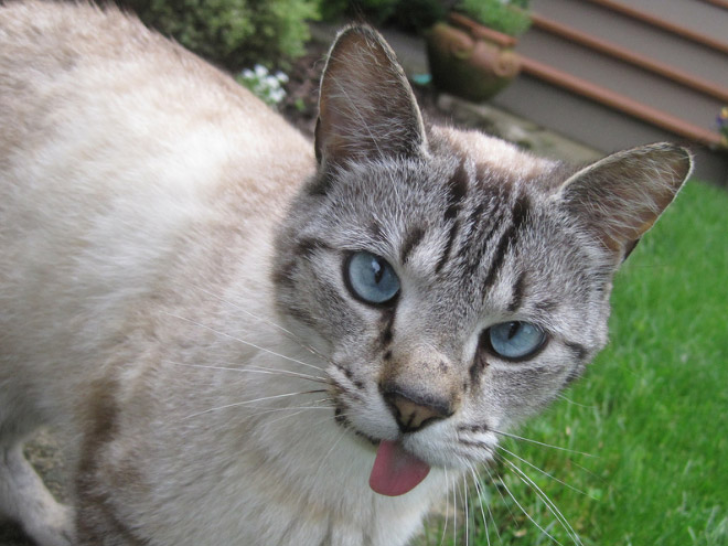 Animals With Sticking-out Tongues_13