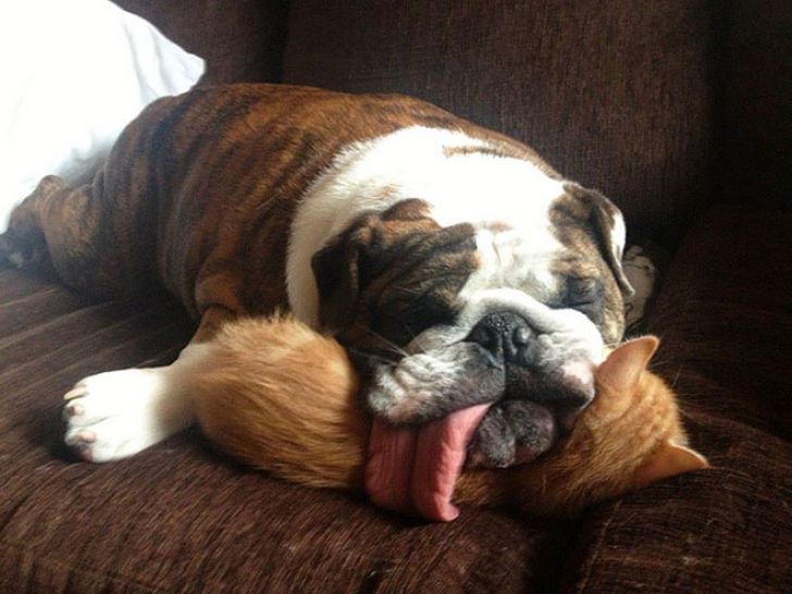 Animals With Sticking-out Tongues_14