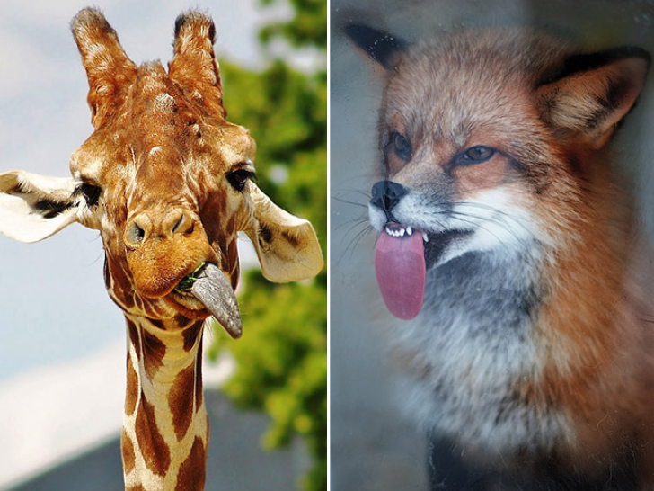 Animals With Sticking-out Tongues_15