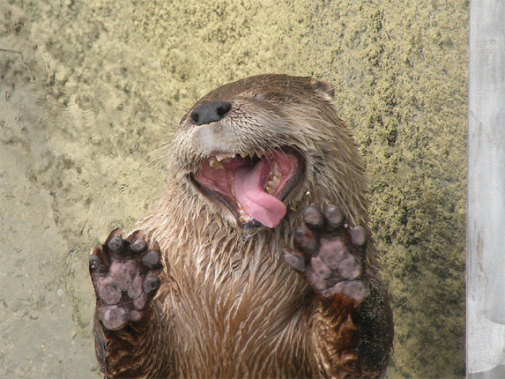 Animals With Sticking-out Tongues_16