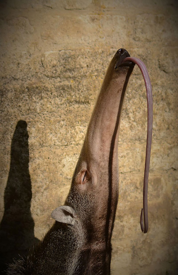 Animals With Sticking-out Tongues_18