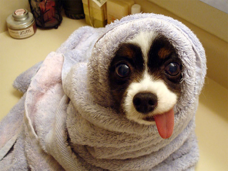 Animals With Sticking-out Tongues_2