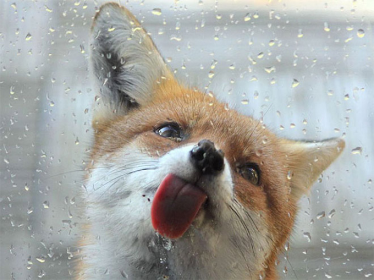 Animals With Sticking-out Tongues_3