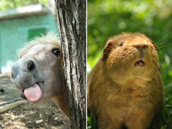Animals With Sticking-out Tongues_4
