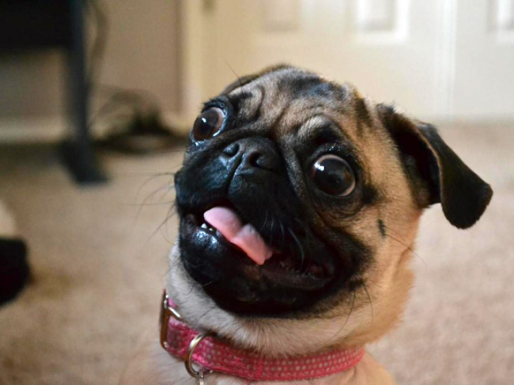 Animals With Sticking-out Tongues_5