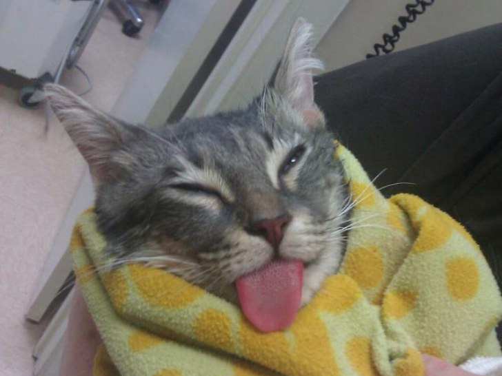 Animals With Sticking-out Tongues_6