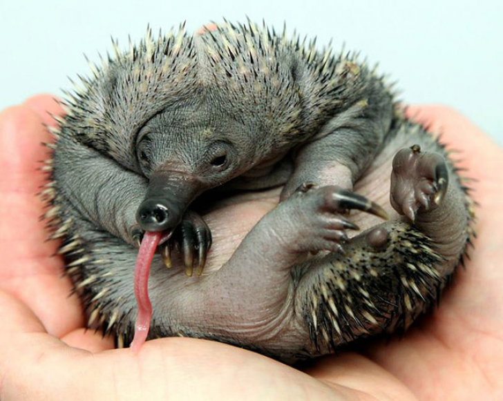Animals With Sticking-out Tongues_8