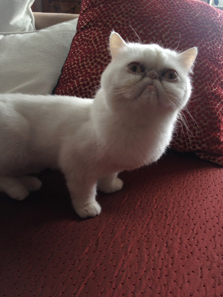 Cats That With Stupid Looks_1