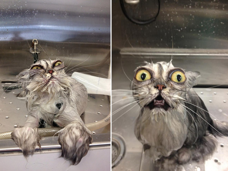Cats That With Stupid Looks_10
