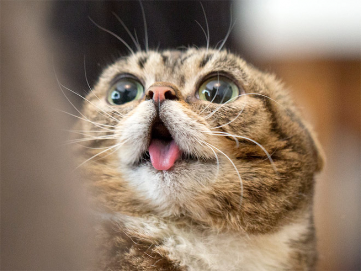 Cats That With Stupid Looks_11