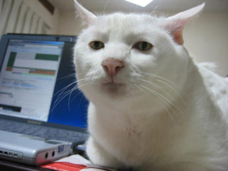 Cats That With Stupid Looks_12
